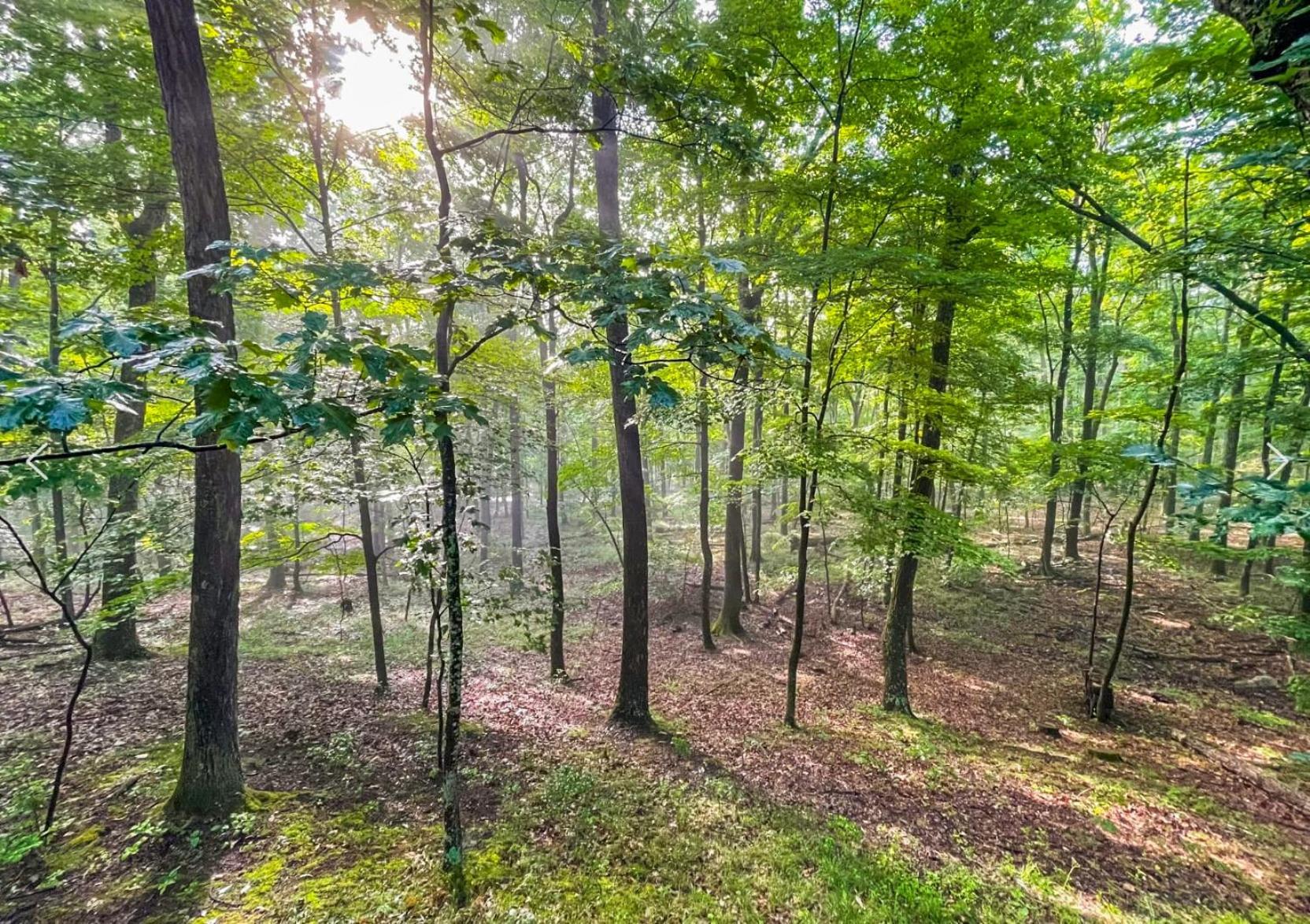 Chalet W Hot Tub, Large Deck, Grill, & Fast Wifi Berkeley Springs Buitenkant foto